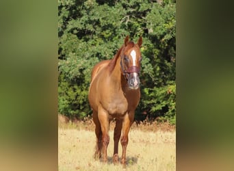 Paint Horse, Caballo castrado, 11 años, 152 cm, Bayo