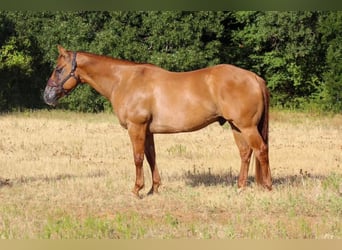 Paint Horse, Caballo castrado, 11 años, 152 cm, Bayo
