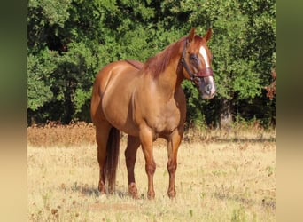 Paint Horse, Caballo castrado, 11 años, 152 cm, Bayo