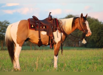 Paint Horse Mestizo, Caballo castrado, 11 años, 152 cm, Buckskin/Bayo