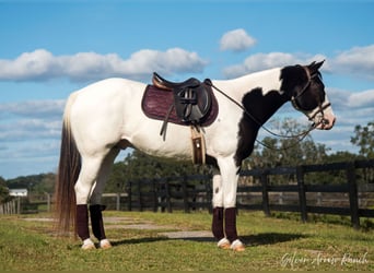 Paint Horse, Caballo castrado, 11 años, 152 cm, Pío