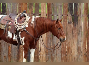 Paint Horse, Caballo castrado, 11 años, 152 cm