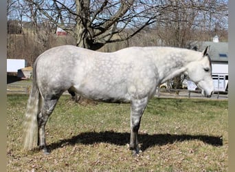 Paint Horse, Caballo castrado, 11 años, 152 cm, Tordo rodado