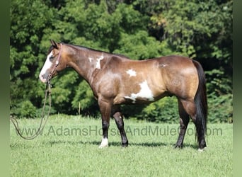 Paint Horse, Caballo castrado, 11 años, 155 cm, Buckskin/Bayo