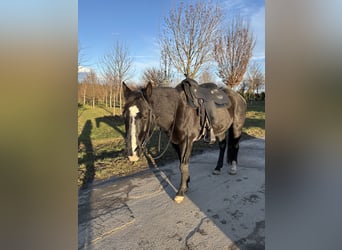 Paint Horse, Caballo castrado, 11 años, 155 cm