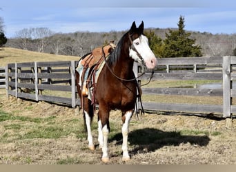 Paint Horse Mestizo, Caballo castrado, 11 años, 155 cm, Castaño rojizo