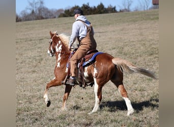 Paint Horse, Caballo castrado, 11 años, 155 cm, Overo-todas las-capas