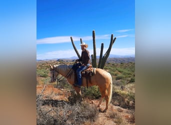 Paint Horse, Caballo castrado, 11 años, 155 cm, Palomino