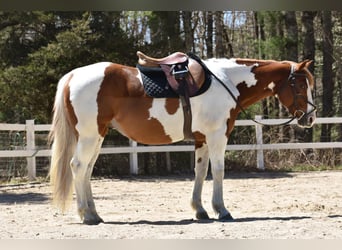 Paint Horse, Caballo castrado, 11 años, 157 cm, Pío