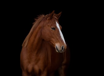 Paint Horse, Caballo castrado, 11 años, 158 cm, Alazán