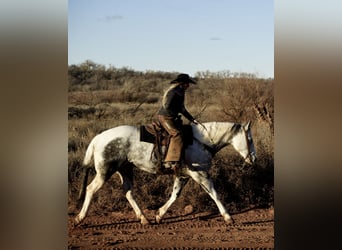 Paint Horse, Caballo castrado, 11 años, 160 cm