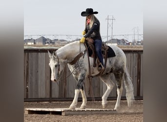 Paint Horse, Caballo castrado, 11 años, 160 cm