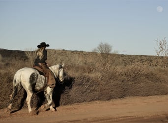 Paint Horse, Caballo castrado, 11 años, 160 cm