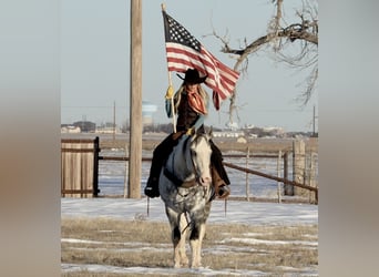 Paint Horse, Caballo castrado, 11 años, 160 cm