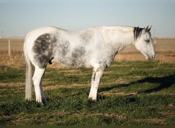 Paint Horse, Caballo castrado, 11 años, 160 cm