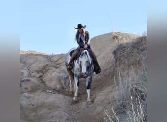 Paint Horse, Caballo castrado, 11 años, 160 cm