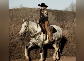 Paint Horse, Caballo castrado, 11 años, 160 cm