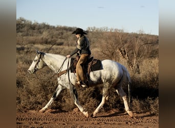 Paint Horse, Caballo castrado, 11 años, 160 cm