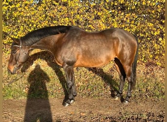 Paint Horse Mestizo, Caballo castrado, 11 años, 160 cm, Castaño