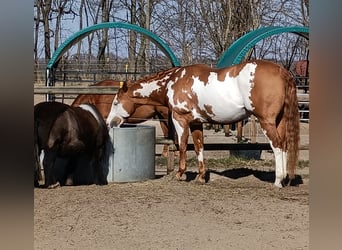 Paint Horse, Caballo castrado, 11 años, 162 cm, Overo-todas las-capas