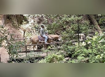 Paint Horse, Caballo castrado, 11 años, Palomino