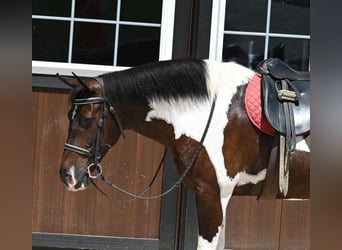 Paint Horse, Caballo castrado, 11 años, Tobiano-todas las-capas