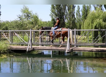 Paint Horse, Caballo castrado, 11 años, Tobiano-todas las-capas