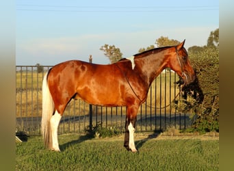 Paint Horse, Caballo castrado, 11 años, Tobiano-todas las-capas