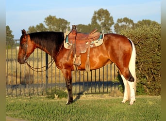 Paint Horse, Caballo castrado, 11 años, Tobiano-todas las-capas