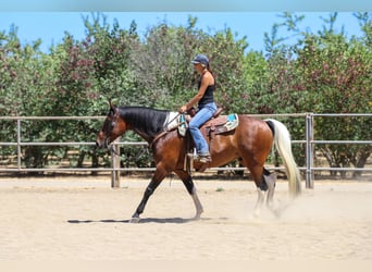 Paint Horse, Caballo castrado, 11 años, Tobiano-todas las-capas