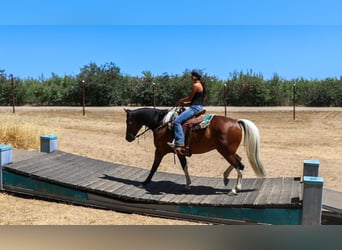 Paint Horse, Caballo castrado, 11 años, Tobiano-todas las-capas