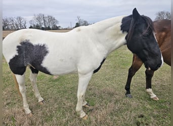 Paint Horse, Caballo castrado, 12 años, 142 cm, Negro