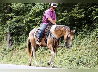 Paint Horse, Caballo castrado, 12 años, 147 cm, Buckskin/Bayo