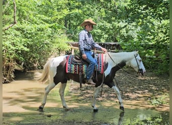 Paint Horse, Caballo castrado, 12 años, 147 cm