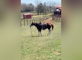 Paint Horse, Caballo castrado, 12 años, 150 cm, Alazán-tostado