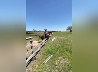 Paint Horse, Caballo castrado, 12 años, 150 cm, Alazán-tostado