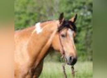 Paint Horse, Caballo castrado, 12 años, 150 cm, Buckskin/Bayo