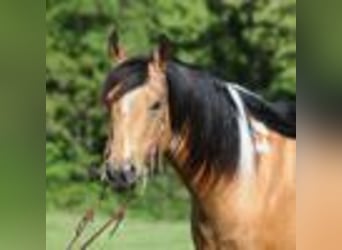 Paint Horse, Caballo castrado, 12 años, 150 cm, Buckskin/Bayo