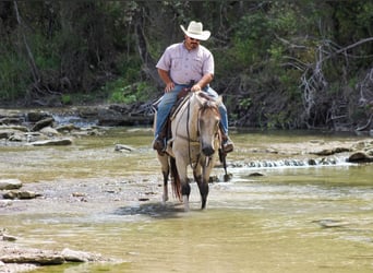 Paint Horse, Caballo castrado, 12 años, 152 cm, Buckskin/Bayo