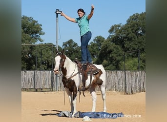 Paint Horse, Caballo castrado, 12 años, 152 cm, Castaño rojizo