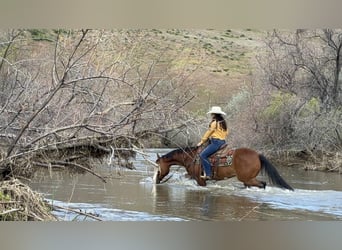 Paint Horse, Caballo castrado, 12 años, 152 cm, Castaño rojizo