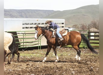 Paint Horse, Caballo castrado, 12 años, 152 cm, Castaño rojizo