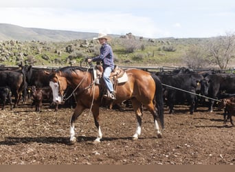 Paint Horse, Caballo castrado, 12 años, 152 cm, Castaño rojizo