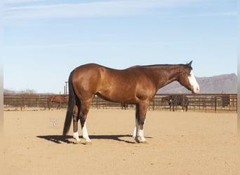 Paint Horse, Caballo castrado, 12 años, 152 cm, Castaño rojizo