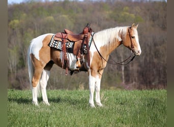 Paint Horse, Caballo castrado, 12 años, 152 cm, Palomino