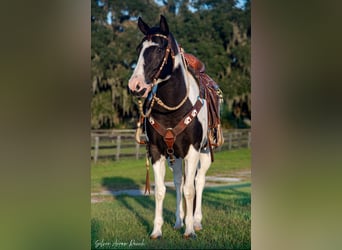 Paint Horse, Caballo castrado, 12 años, 152 cm, Pío