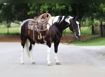 Paint Horse, Caballo castrado, 12 años, 152 cm, Tobiano-todas las-capas