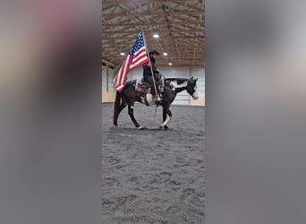 Paint Horse, Caballo castrado, 12 años, 155 cm, Overo-todas las-capas