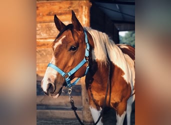 Paint Horse, Caballo castrado, 12 años, 156 cm, Tobiano-todas las-capas