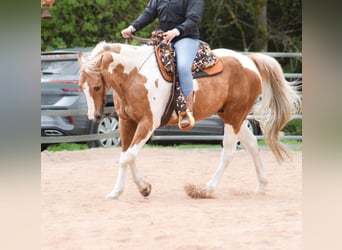 Paint Horse, Caballo castrado, 12 años, 161 cm, Tobiano-todas las-capas